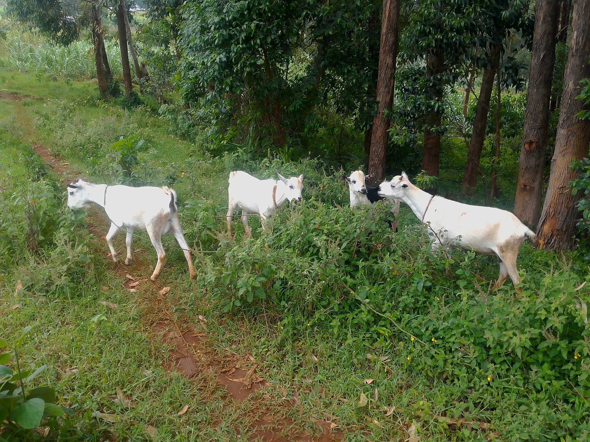 Goats grazing in Kenya