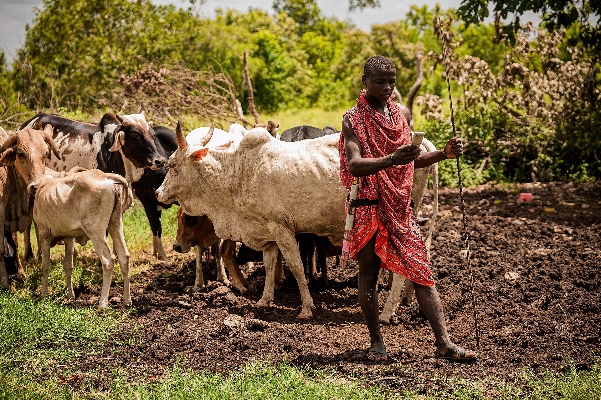 Maasai pastoralist with cattle